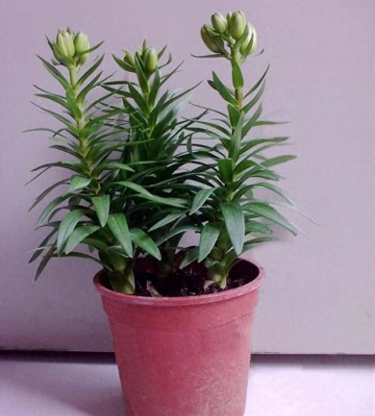 香水百合花怎么养盆栽