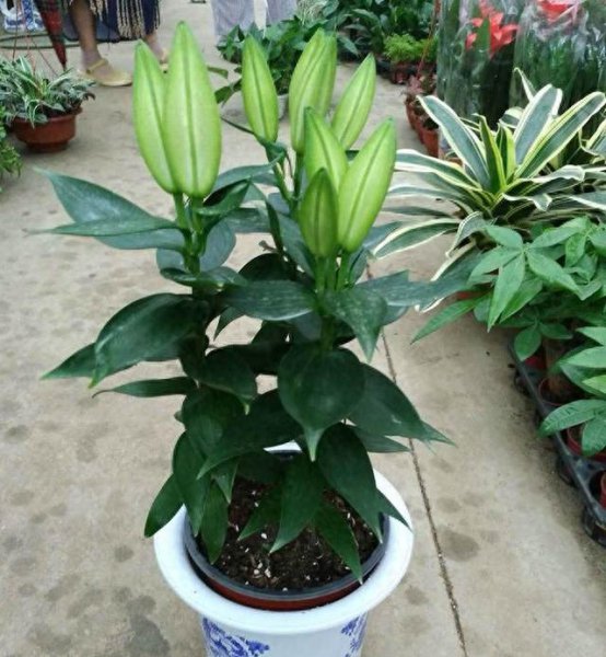 香水百合花怎么养盆栽