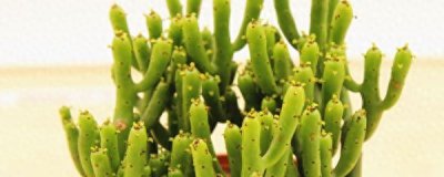 绿植玉树如何养护 玉树的特点和养护要点