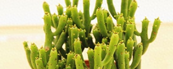 绿植玉树如何养护