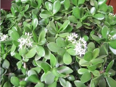 绿植玉树如何养护