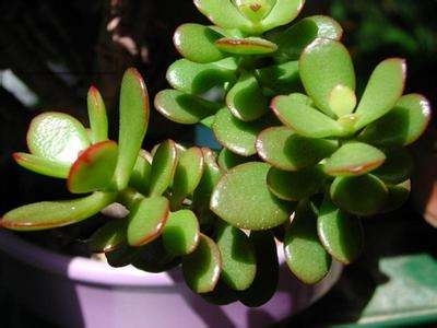 绿植玉树如何养护