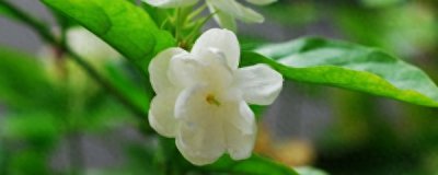 茉莉花如何养好看 家庭盆栽茉莉养护知识