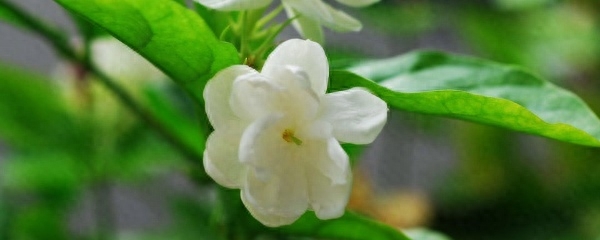 茉莉花如何养好看