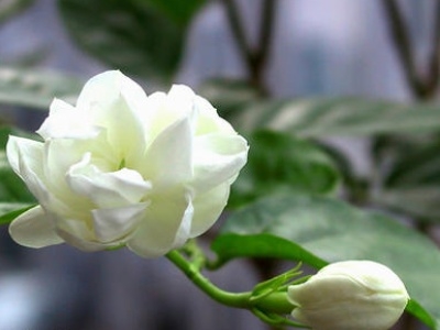茉莉花如何养好看