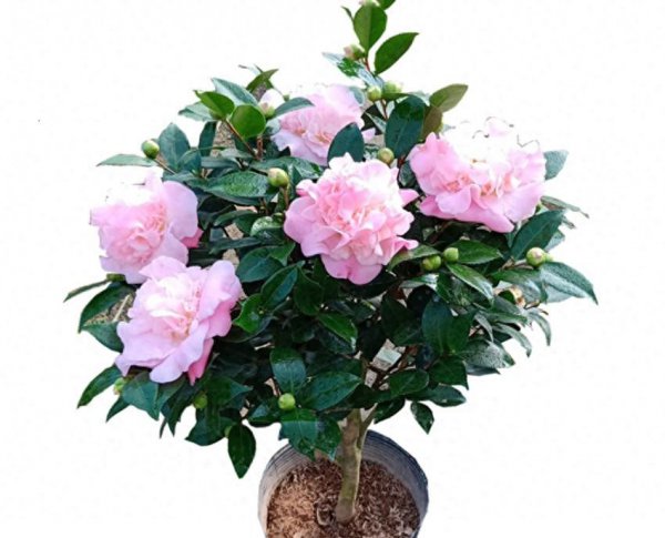 香妃茶花哪个品种最香