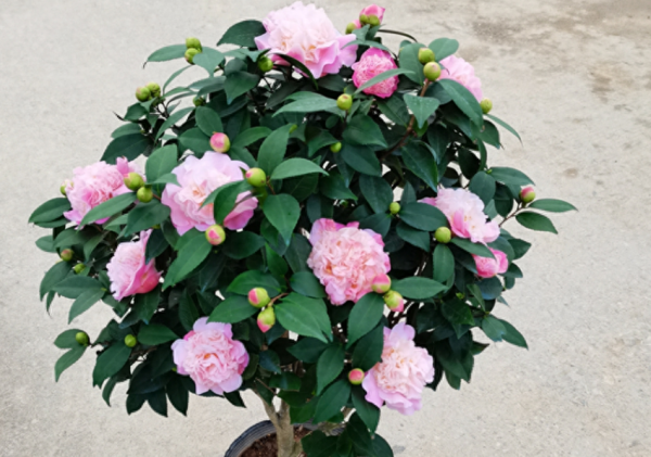 香妃茶花哪个品种最香