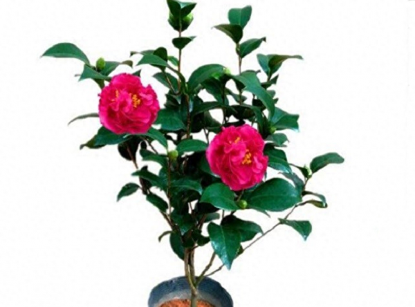 香妃茶花哪个品种最香