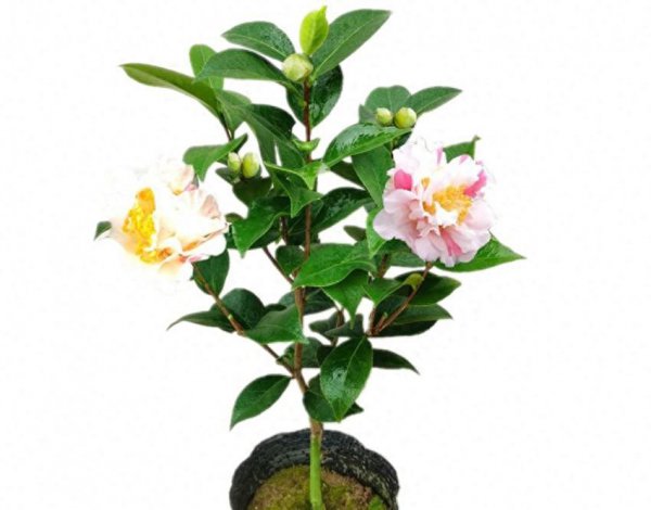 香妃茶花哪个品种最香