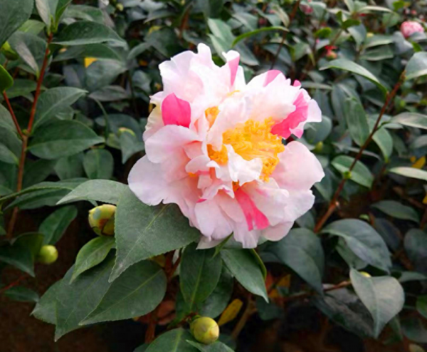 香妃茶花哪个品种最香