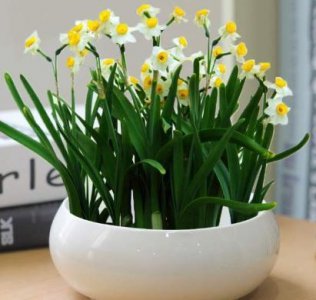 水仙花用什么土栽好 土培水仙花的小技巧