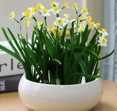 水仙花用什么土栽好