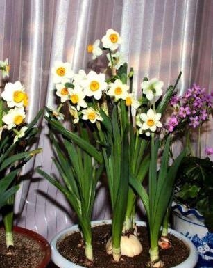 水仙花用什么土栽好