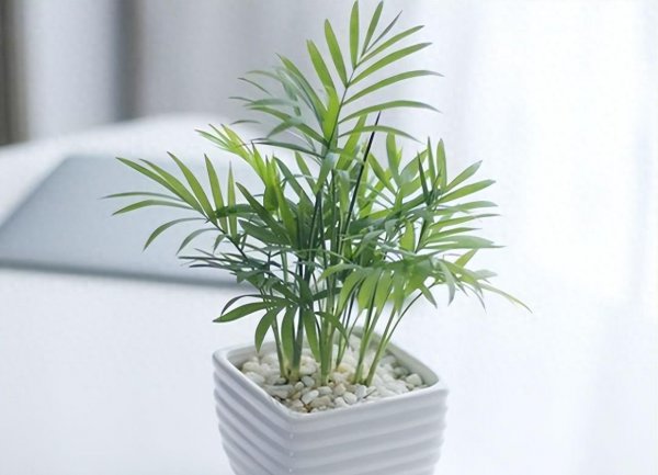 袖珍椰子多久浇一次水