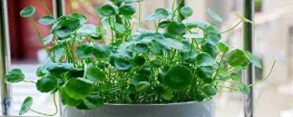 铜钱草怎么养比较茂盛