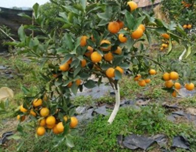 脆蜜金柑苗如何崔发芽 脆蜜金桔种植技术与管理