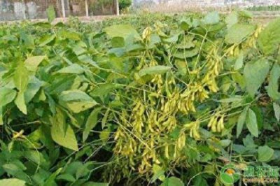 什么时候种大豆最合适 种植大豆的方法和要求