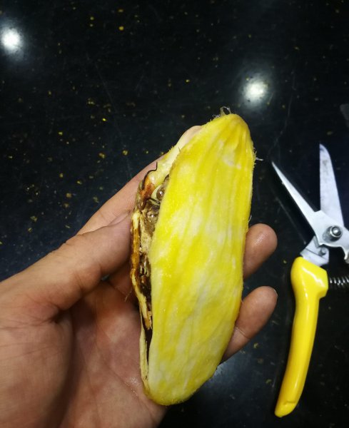 芒果种子盆栽种植方法