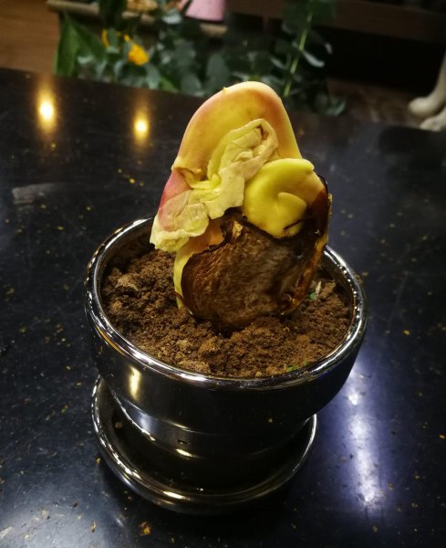 芒果种子盆栽种植方法