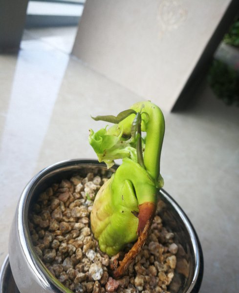 芒果种子盆栽种植方法