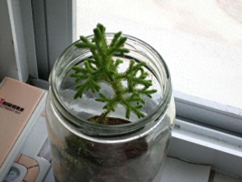 水杉盆景怎么养护