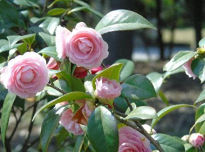 盆栽茶花怎么养家庭养法 茶花种植方法和管理