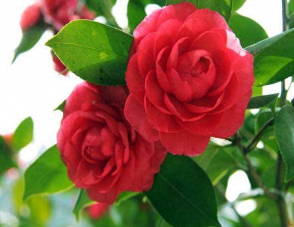 盆栽茶花怎么养家庭养法