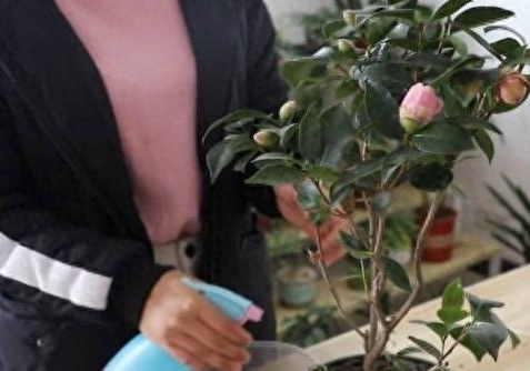 盆栽茶花怎么养家庭养法