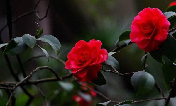 盆栽茶花怎么养家庭养法
