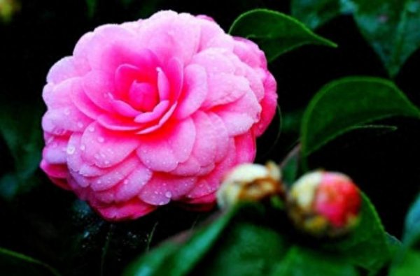 盆栽茶花怎么养家庭养法