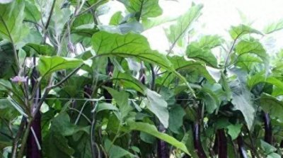 茄子如何整枝打叉枝叶 茄子打尖技术图解