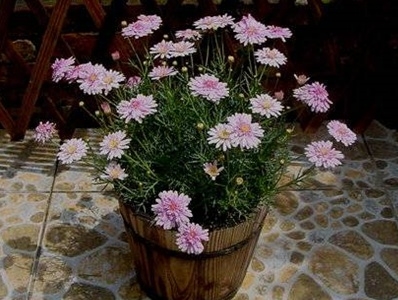 玛格丽特花冬季怎么养