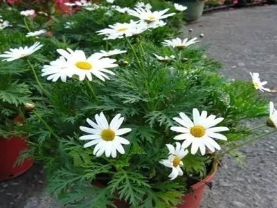 玛格丽特花冬季怎么养