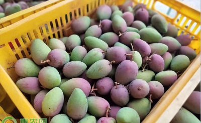芒果正常多少钱一斤 今日芒果价格最新行情