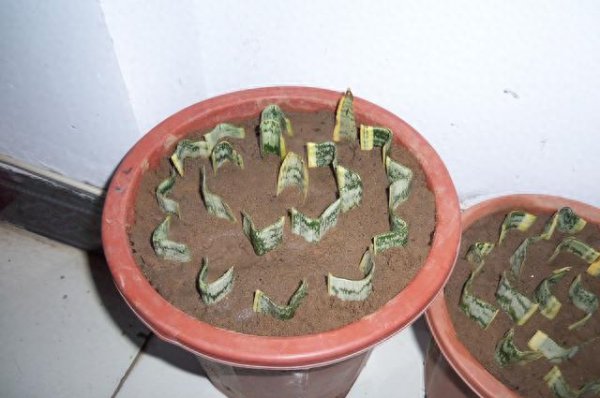 怎样让虎皮兰多发侧芽