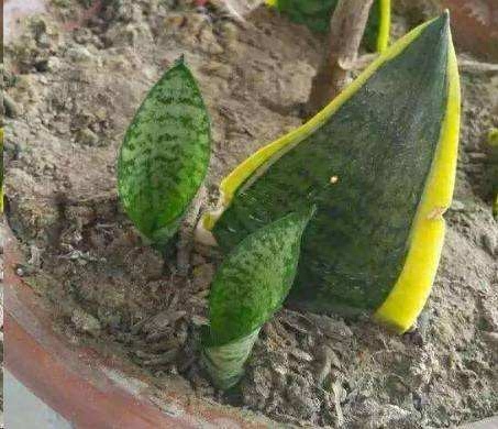 怎样让虎皮兰多发侧芽