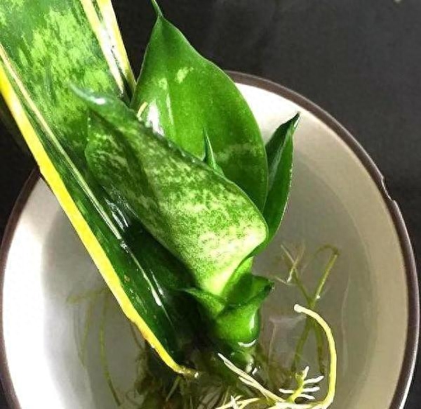 怎样让虎皮兰多发侧芽