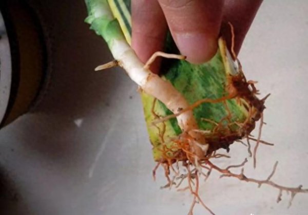 怎样让虎皮兰多发侧芽