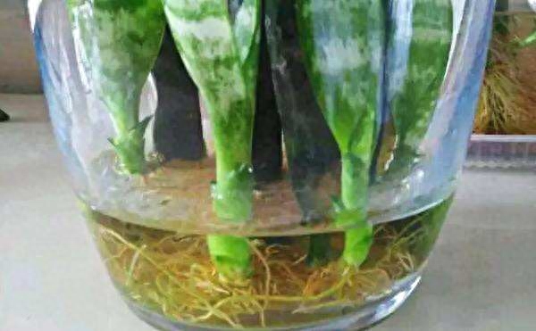 怎样让虎皮兰多发侧芽
