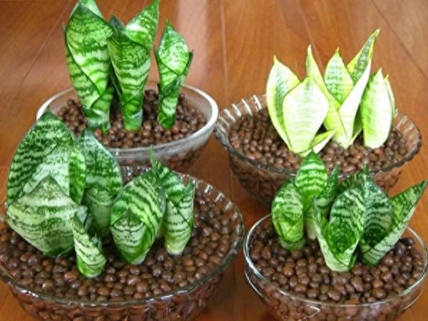 怎样让虎皮兰多发侧芽
