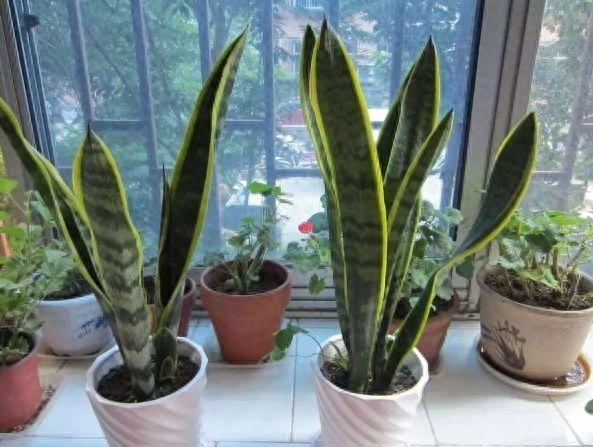 怎样让虎皮兰多发侧芽