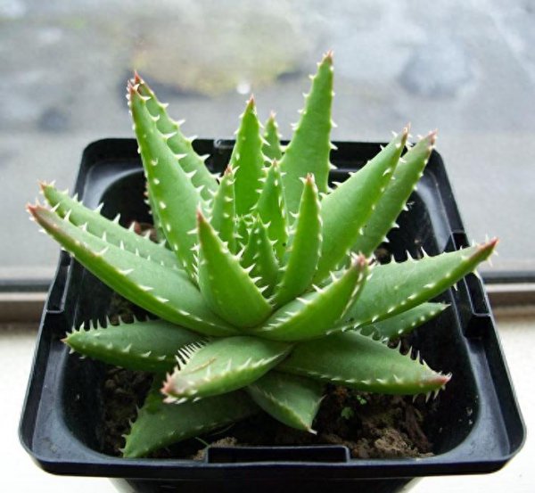 芦荟品种有哪些