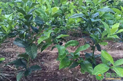 如何种植柠檬盆栽 柠檬种植技术要点