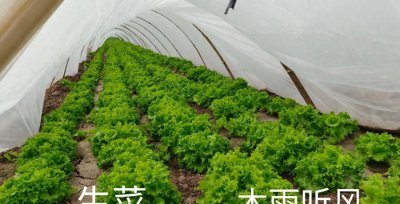 怎样种生菜出得好又快 种生菜的方法和步骤