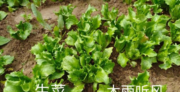 怎样种生菜出得好又快