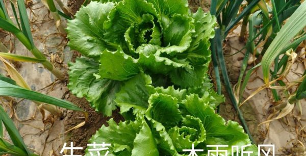 怎样种生菜出得好又快