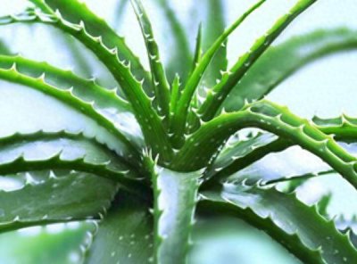 芦荟的养殖方法和浇水 盆栽芦荟正确浇水方法