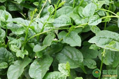 木耳菜的种植方法 木耳菜生长过程图片