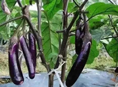 茄子浇水的正确方法图片
