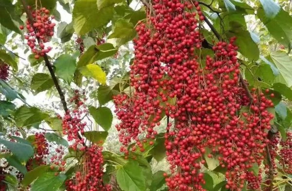 山桐子油多少钱一斤